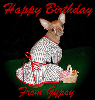 Gypsy The Red Chihuahua